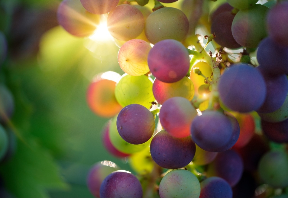 L’uva, il profumo di ottobre ed il colore dell’autunno