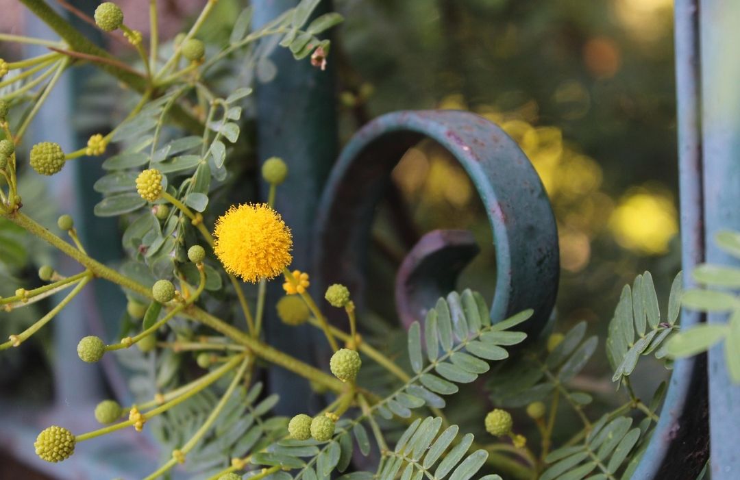 Quando i fiori non bastano più